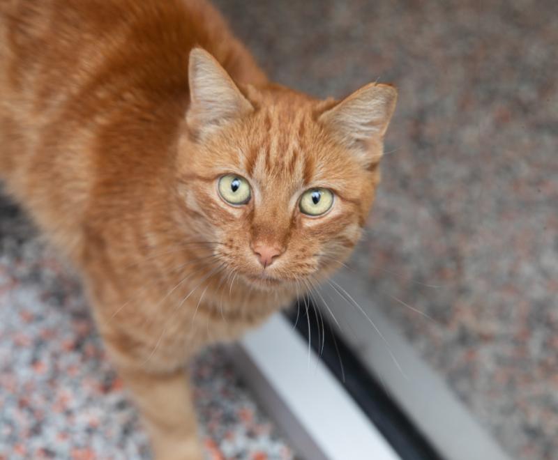 Orange tabby cat on a carpet