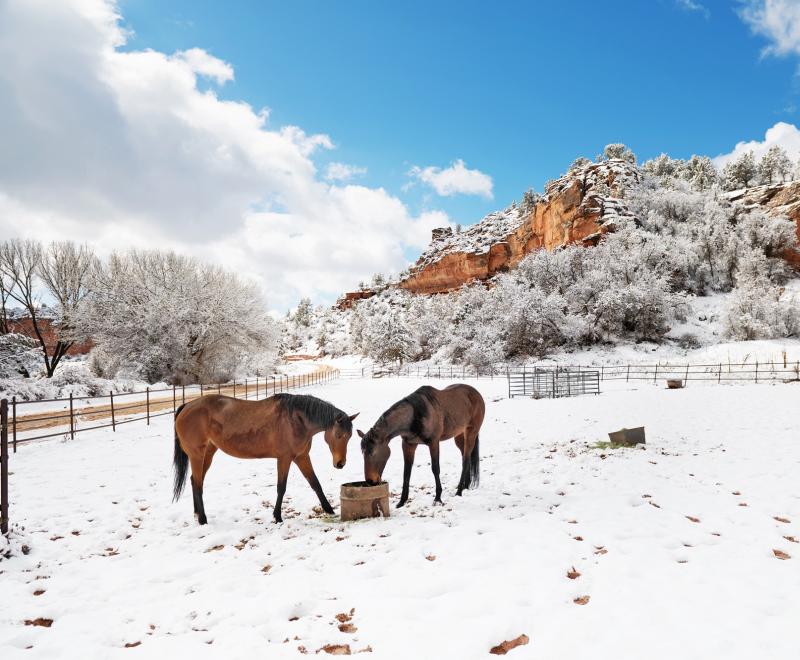 Two horses getting a drink of water in a snowy pasture at Best Friends Animal Sanctuary in southern Utah