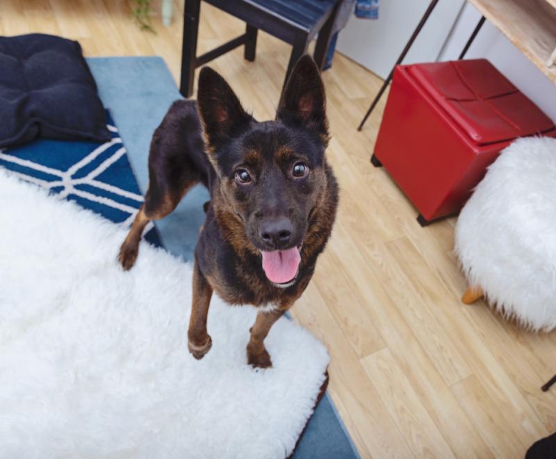 Dog with upright ears and tongue out in a homelike setting