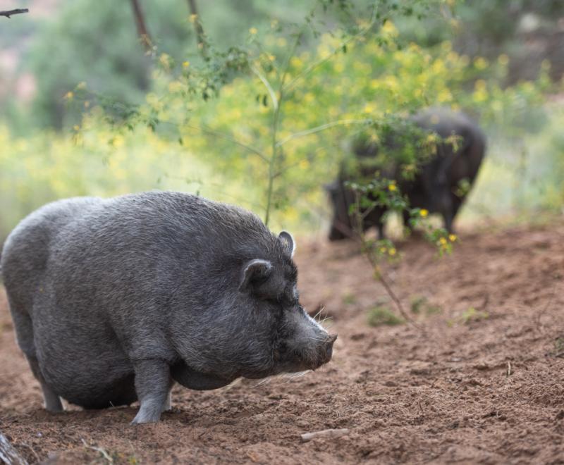 Smokey the pig outside