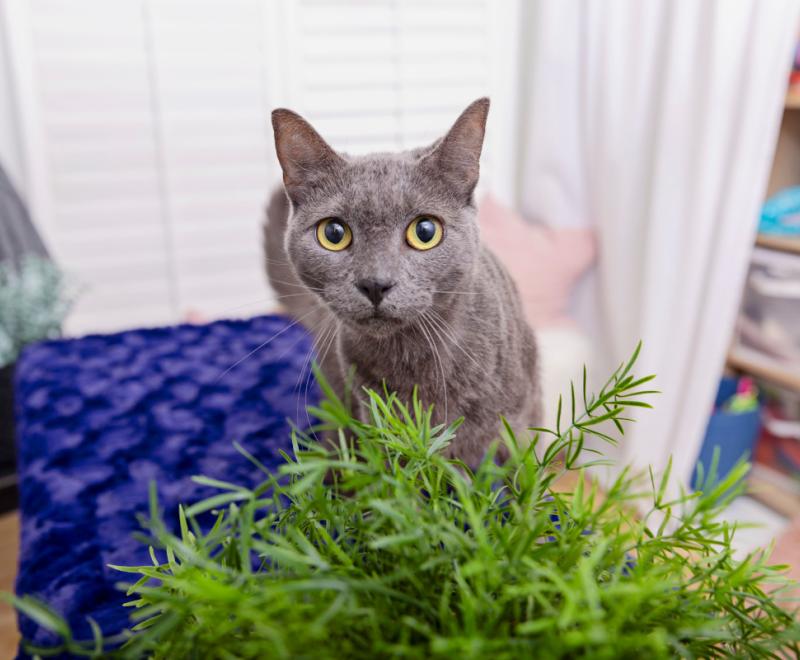 Gray cat in a home behind a plant