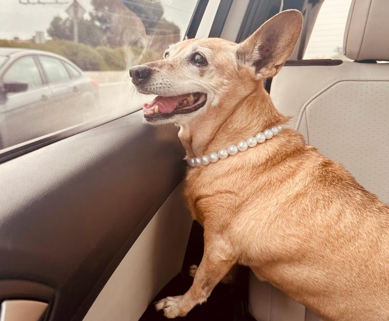 Betty the dog wearing her pearls and looking out a vehicle window