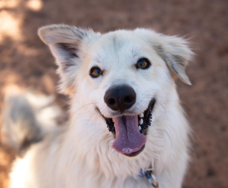 Dean, a happy looking white dog with smiling mouth