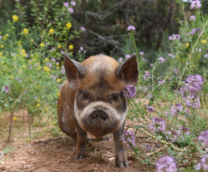 Karen the kunekune pig outside beside some flowers