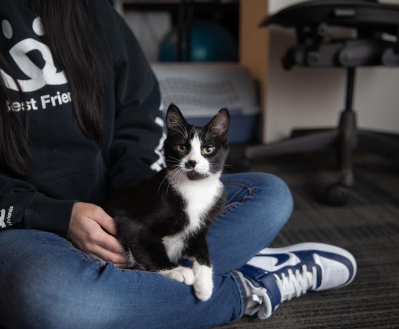 McMuffin the cat lying in a person's lap