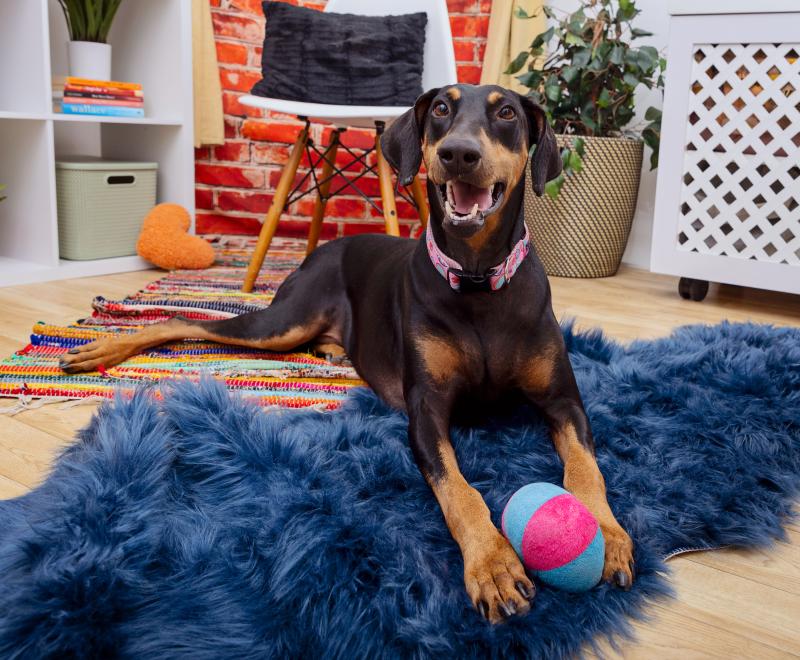 Dog relaxing on a fuzzy blanket with a dog toy between their paws