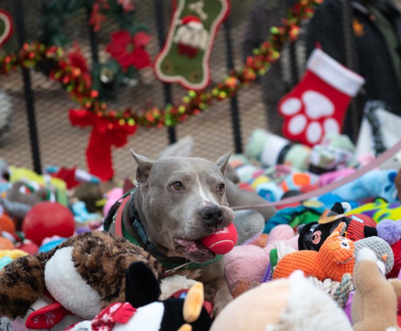 Gray dog with a toy ball in her mouth in a huge pile of toys for Christmas