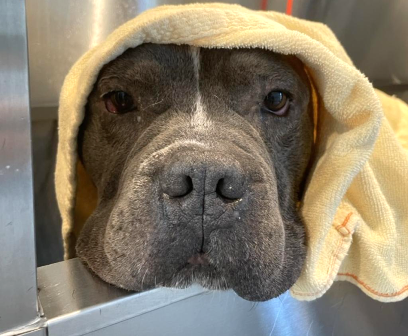 Pumba the dog after a bath with a yellow towel over his head