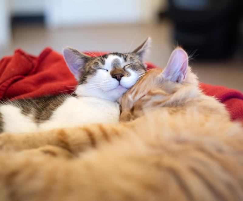 Tabby and white cat sleeping in a cat bed snuggled with an orange tabby cat