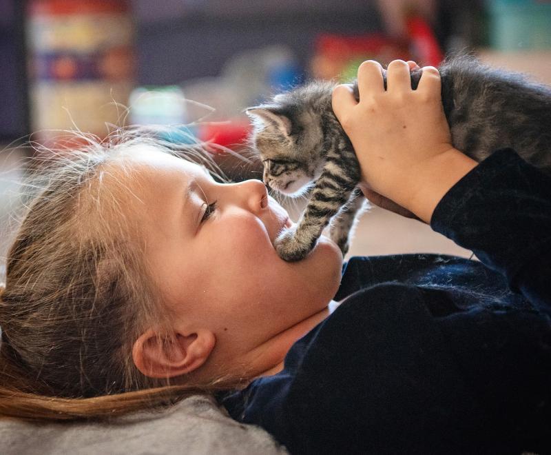 Child holding a gray tabby kitten