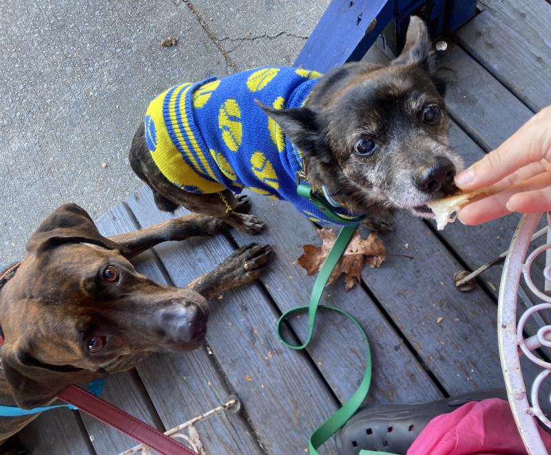 Person's hand giving a treat to Henry the dog (who is wearing a sweater) while Cayden the other dog lies behind him