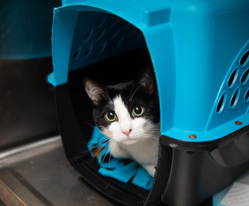 Black and white cat in a pet carrier