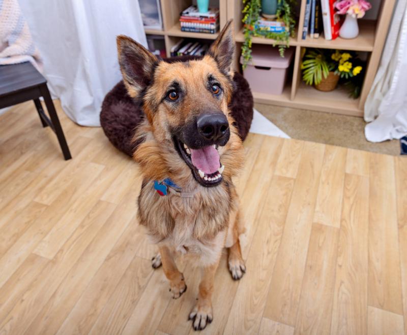 Smiling shepherd-type dog in a home setting