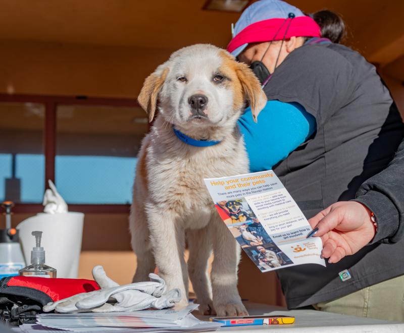 Person giving a medical evaluation to a puppy at the Best Friends Mobile Clinic at the Navajo Nation