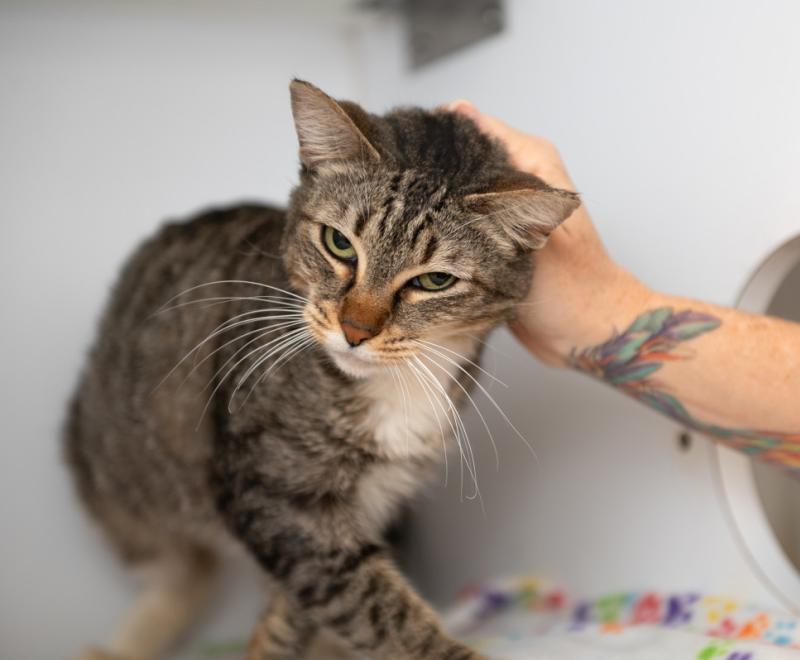 Pluto the cat being petted by a person's hand