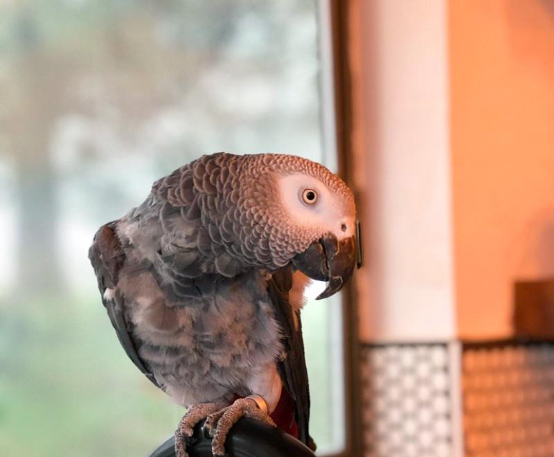 Z the African grey parrot on a perch by a window