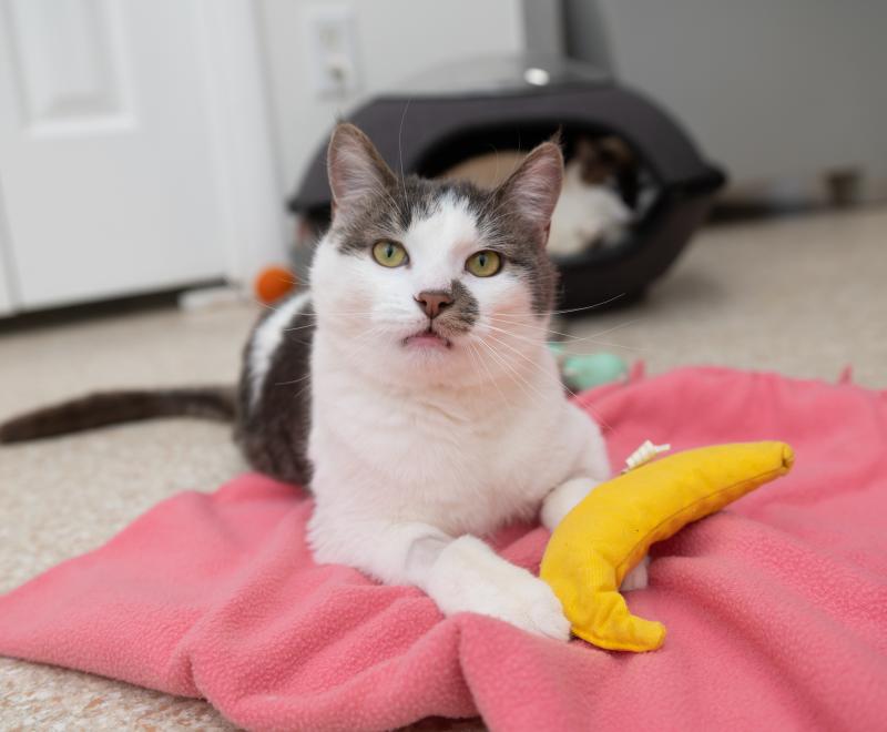 Adonis the cat lying on a pink blanket beside a banana catnip toy while wearing his boots