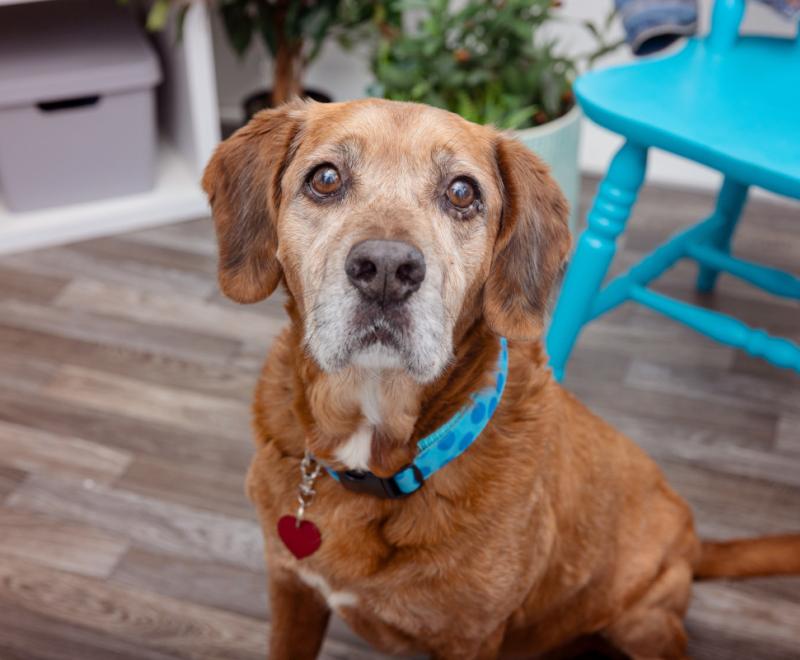 Senior brown dog in front of a blue chair