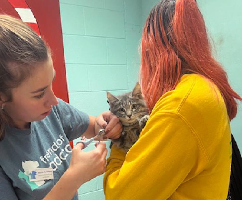 Gray kitten receiving a vaccination