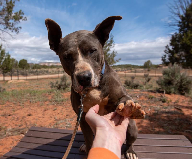 Dog reaching paw out to a person's hand