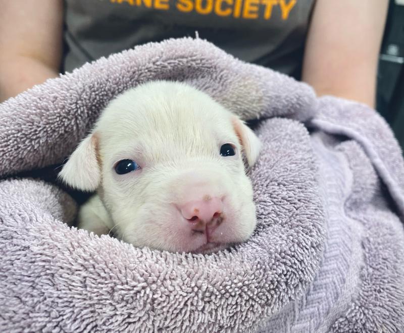 A white puppy in a blanket at with a person wearing a Jacksonville Humane Society T-shirt