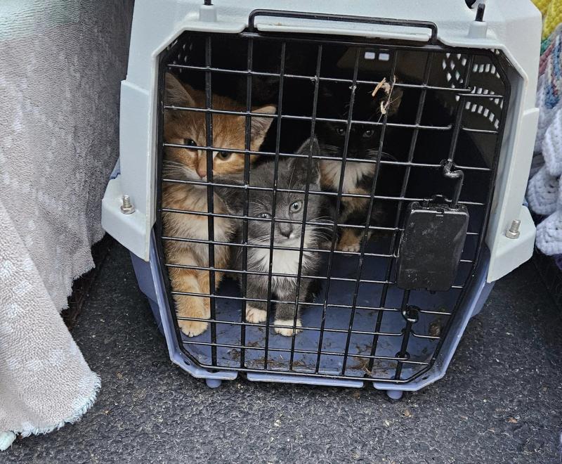 Three kittens in a kennel