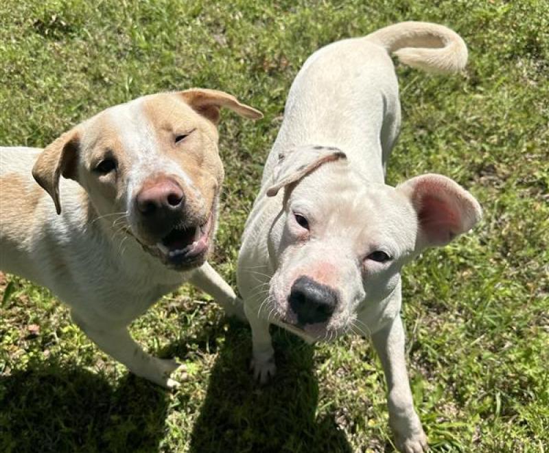 Two dogs outside on green grass