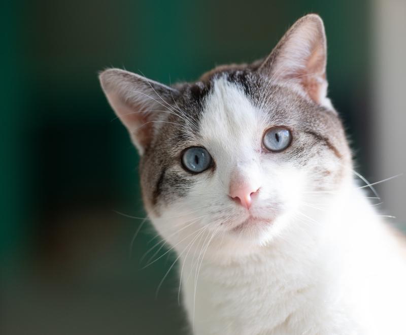 Tabby and white cat