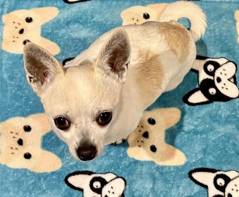 Wally the Girl the dog on a blanket featuring French bulldog faces