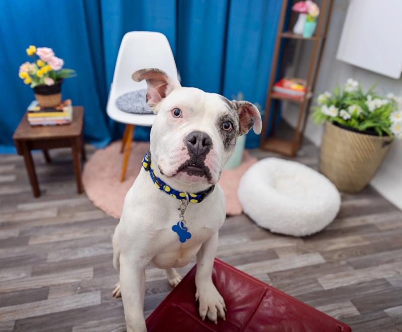 Dog in a home environment with a table and chair behind him