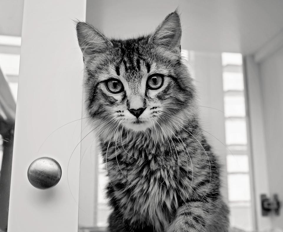 Tabby cat in shelter