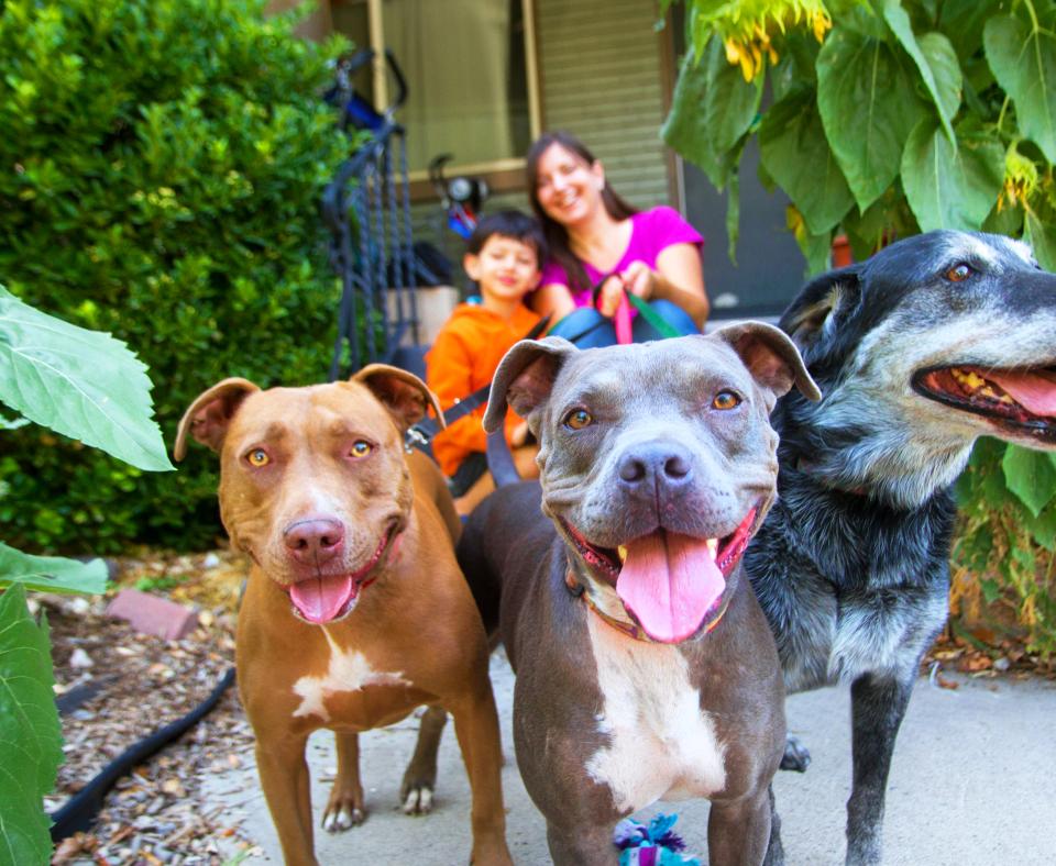 Two people sitting on the steps in front of a home with their three big dogs