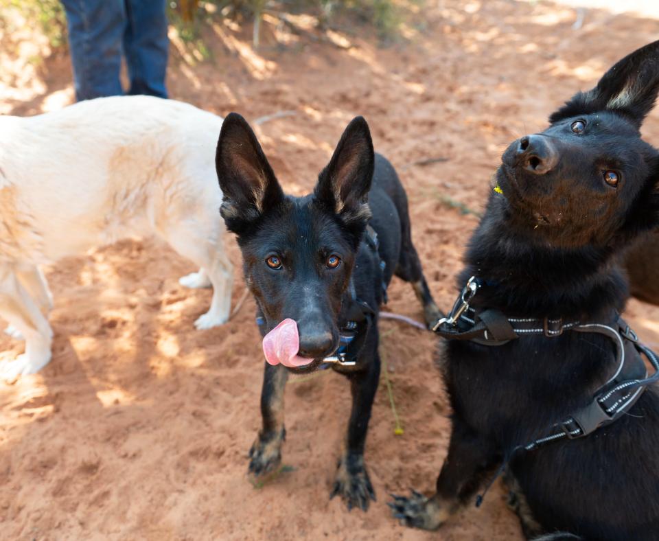 Shenzi and Bonsai the puppies outside together on some sand