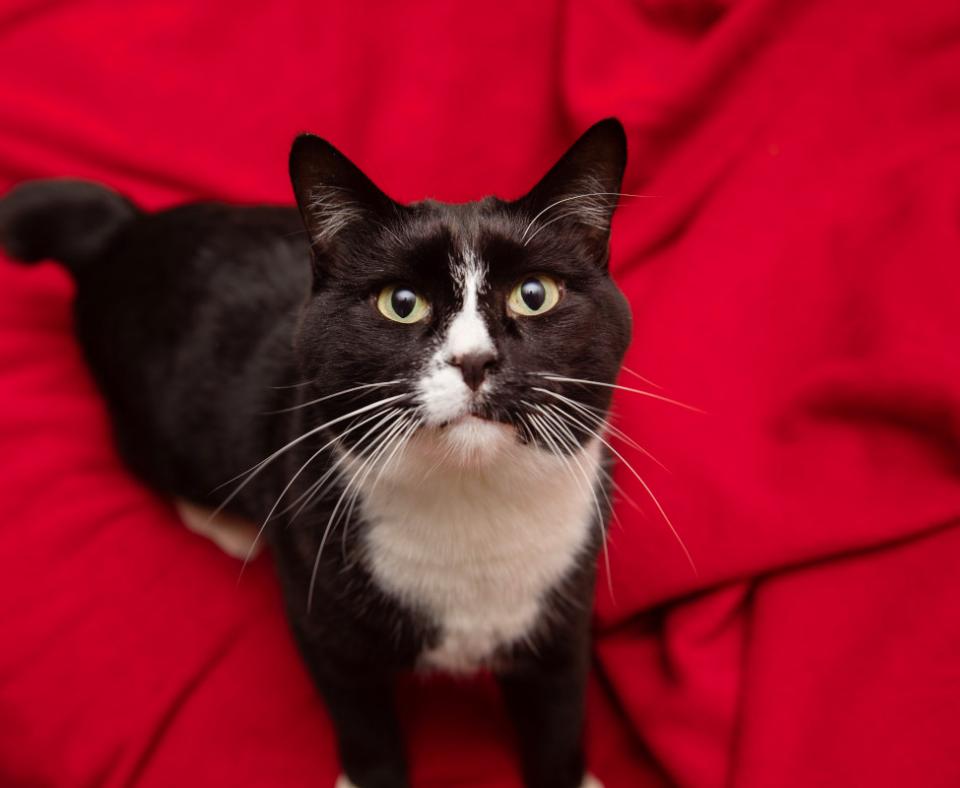 Black and white cat lying on a red blanket