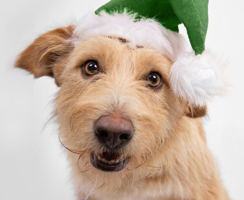 Tan fluffy dog wearing a green elf hat