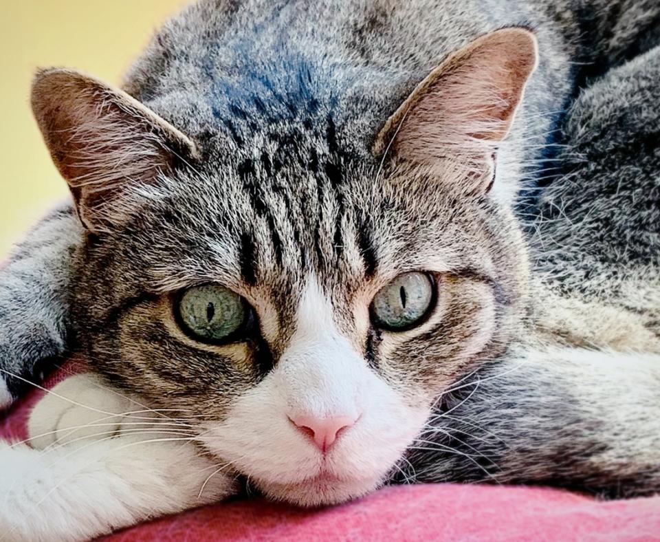 Tabby and white cat lying down on a pink blanket