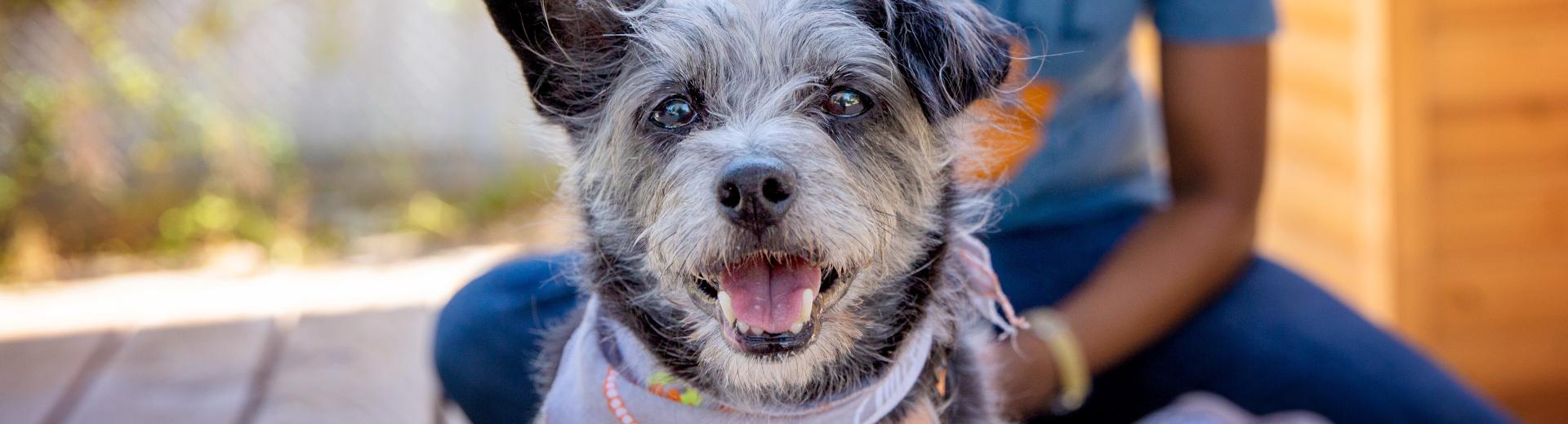 Small grey and black dog smiling