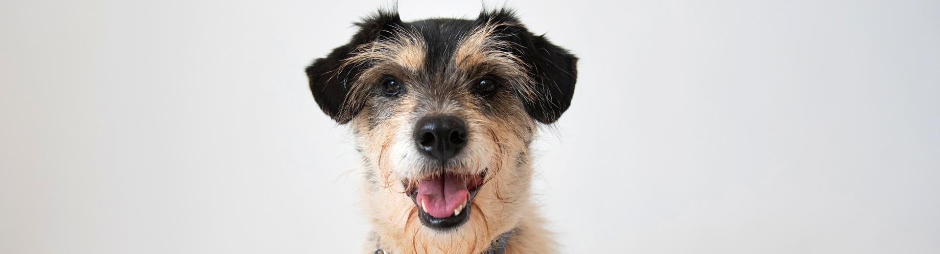 Small terrier dog looking at the camera