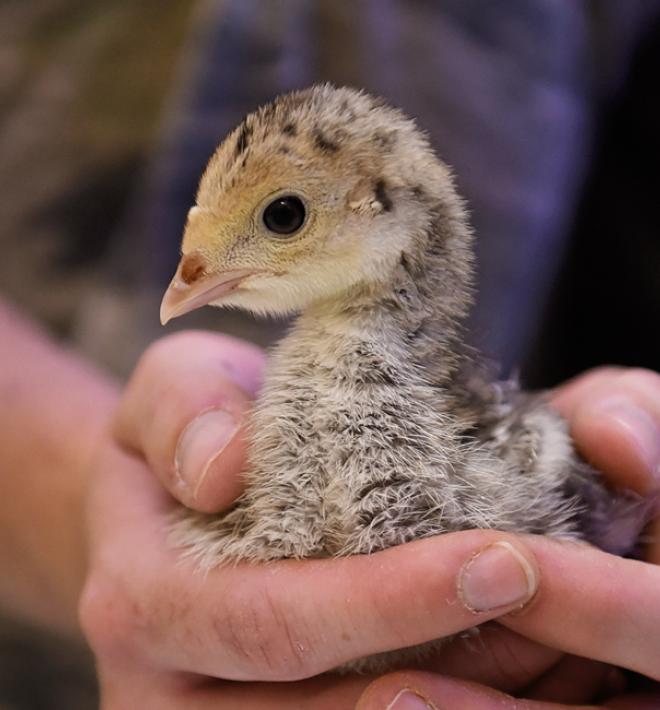 Close up of baby turkey being held by volunteer