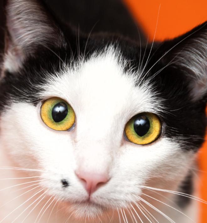 Cat standing on an orange couch tilting its head to the side