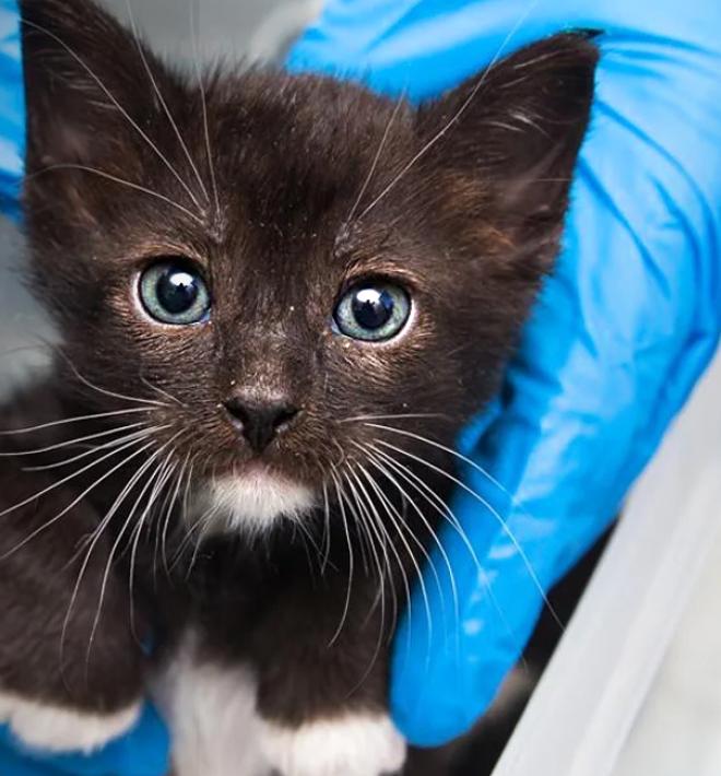 Person wearing gloves holding a tiny kitten in their hands