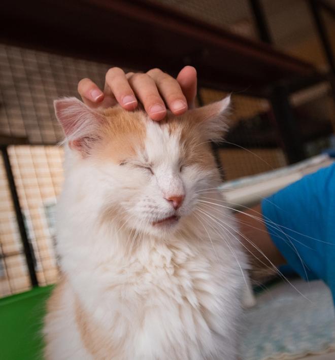 Girl petting cat 