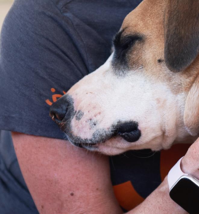 Person kneeling down to hug a dog