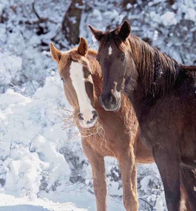 Two horses outside in the snow