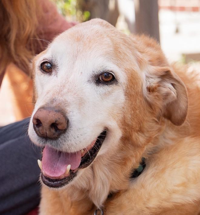 Person holding a Best Friends mug and petting a senior golden retriever type dog