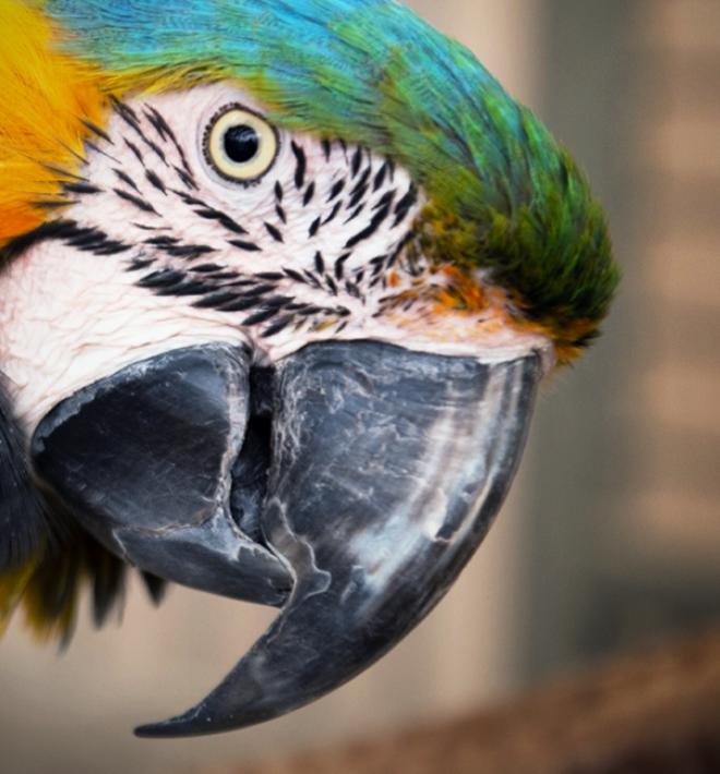 Parrot tilting its head while looking at a person