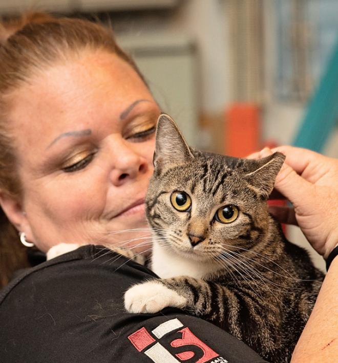 Person holding a tabby cat over her shoulder while petting his head