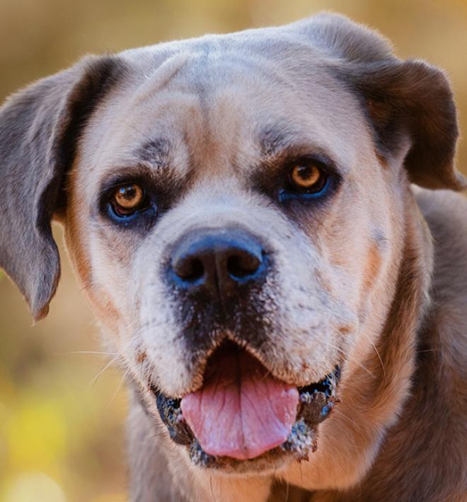 Brown dog with mouth open in a smile