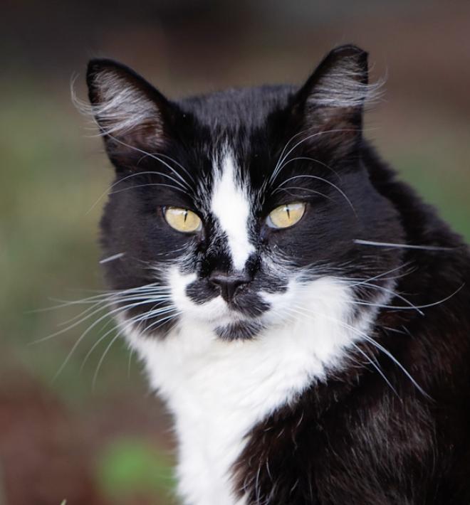 Cat outside in grass