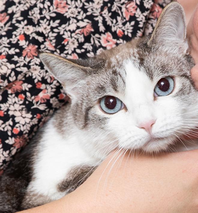 Person sitting on a couch holding a cat close to them